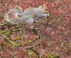Washington State. Western gray squirrel in lace leaf maple tree eating new leaf shoots Art Print